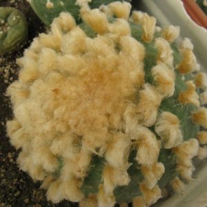 Lophophora diffusa f swobodae GR1089 насіння