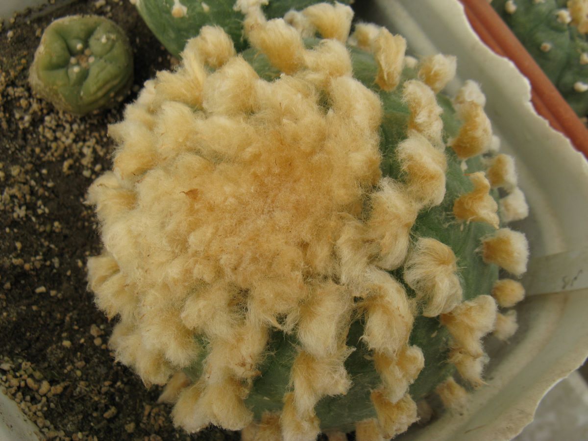 Lophophora diffusa f swobodae GR1089 насіння