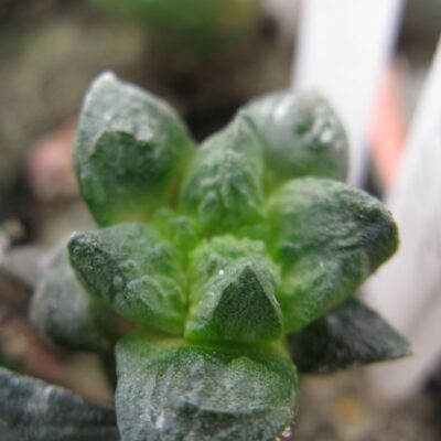 Ariocarpus intermedius hybr