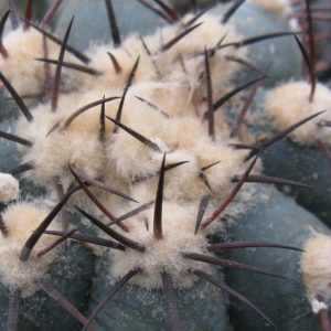 Echinocactus horizontalonius Cuatro Cienegas насіння