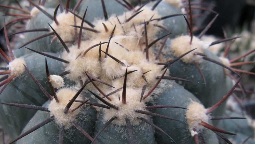Echinocactus horizontalonius Cuatro Cienegas насіння