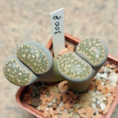 3008 Lithops salicola -Vanvyngaa- F167 весь горщик , вік 6 років