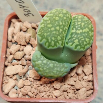 3040 Lithops julii ssp. fulleri 'Fullergreen'  вік 6 років