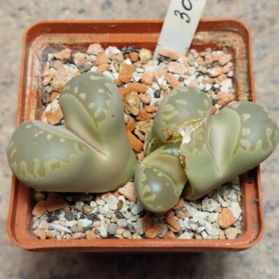 3060 Lithops otzeniana