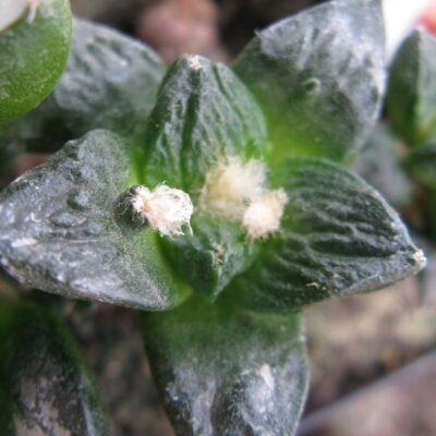 Ariocarpus intermedius hybr