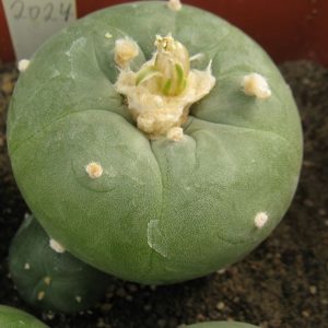 Lophophora diffusa f  kubesay JJH0010892 насіння