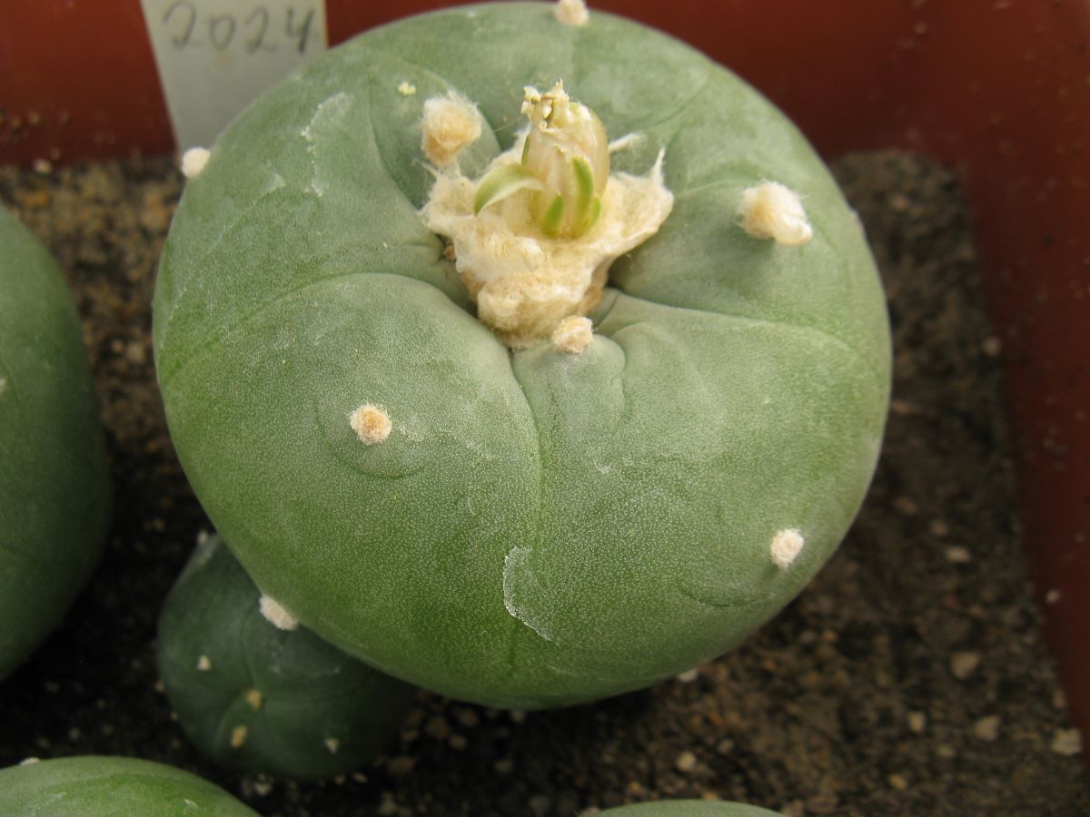 Lophophora diffusa f  kubesay JJH0010892 насіння