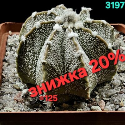 Astrophytum hybrid [`SenAs` X `CoAs`] (8x8) - 3197(B)