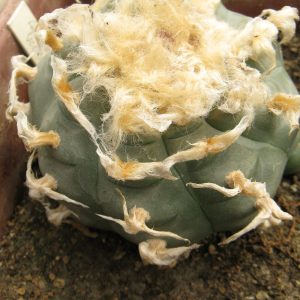 Lophophora williamsii VCCB072 насіння