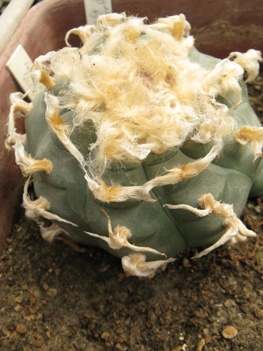 Lophophora williamsii VCCB072 насіння