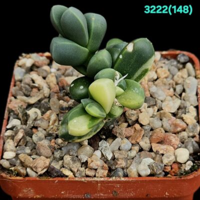 Corpuscularia lehmannii (Ice Plant) fa. variegata (6x6)-  3222(148)