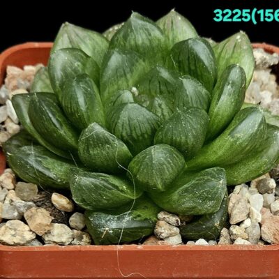 Haworthia cymbiformis var. obtusa (fa.) -ES(6x6) - 3225 (156)