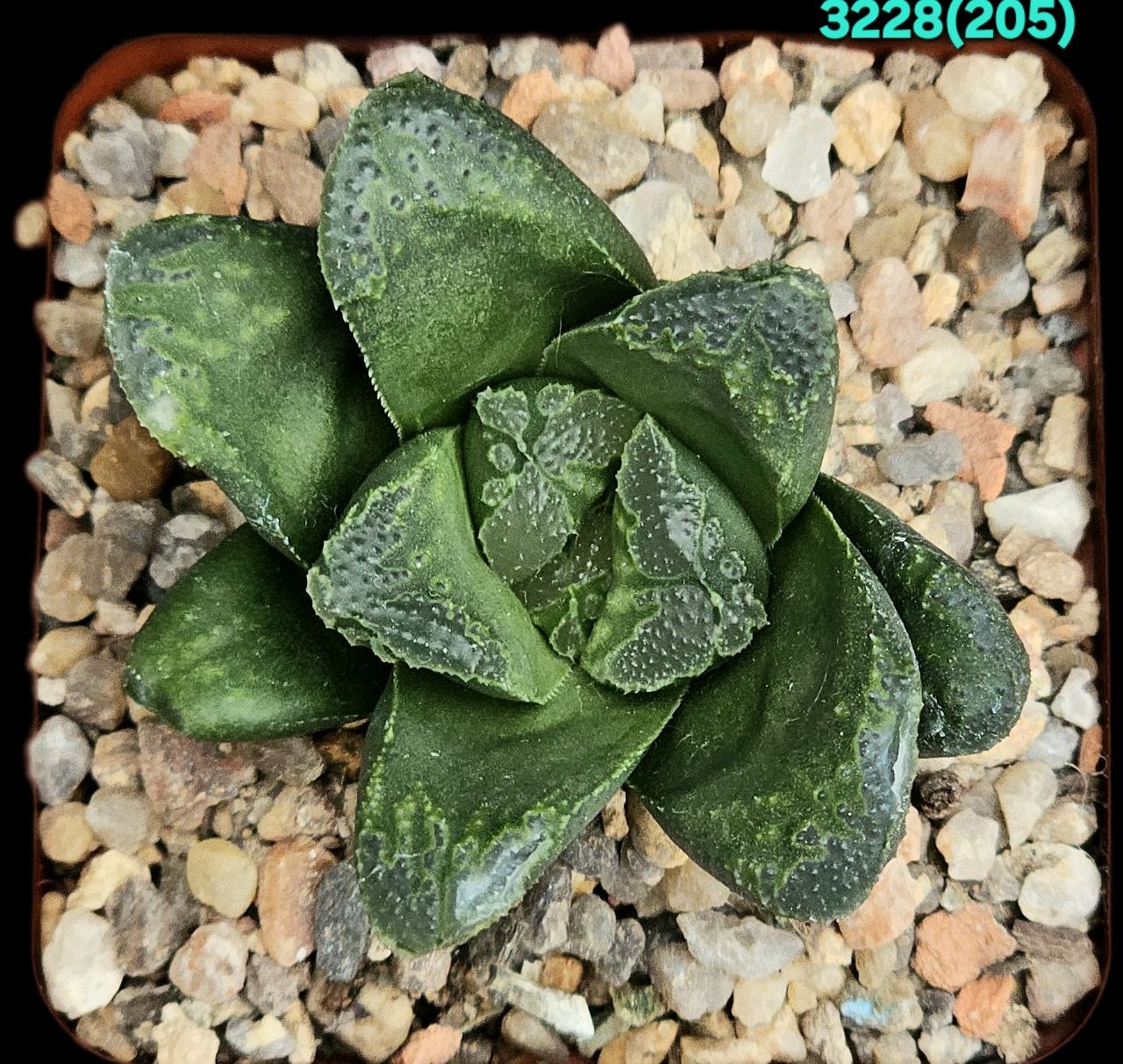 Haworthia `GREEN ROSE (truncata hybrid) (6x6)-3228(205) - Зображення 2