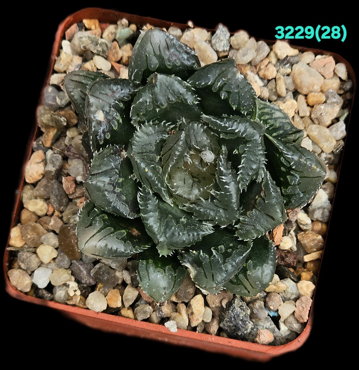 Haworthia hybrid `Hakuteijyo` (6x6) -3229(28) - Зображення 2