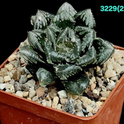 Haworthia hybrid `Hakuteijyo` (6x6) -3229(28)