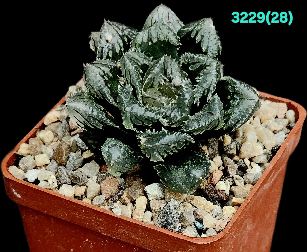 Haworthia hybrid `Hakuteijyo` (6x6) -3229(28)