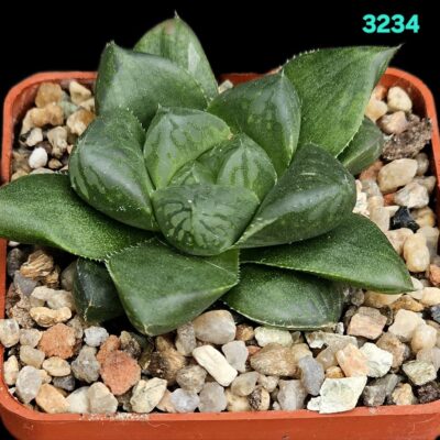 Haworthia [cooperi var. truncata X setulifera] (6x6) - 3234