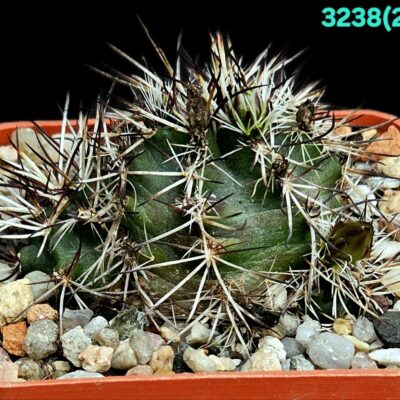Echinocereus viridiflorus var. davisii (6x6) - 3238 (220)