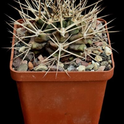 Gymnocalycium schickendantzii var. pungens (7x7)-3239B