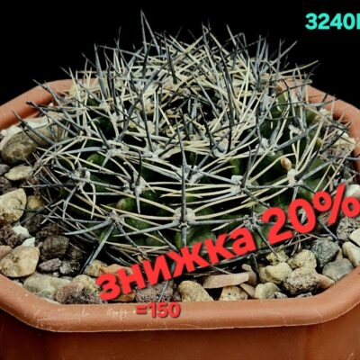 Gymnocalycium bicolor –Tom (12x12)-3240B