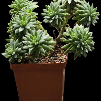 Sedum hybrid multiceps (big left fa.) (7x7)-3244(70+)