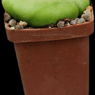 Conophytum ratum (big fa) - SH 2606 (5x5) - 3250 (193)