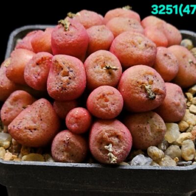 Conophytum taylorianum - SH 1484, (cl.2) (28h)(5x5) - 3251 (472)