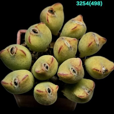 Conophytum meyeri `leopardinum` - VD 5612 (14h) (3x3) - 3254 (498)