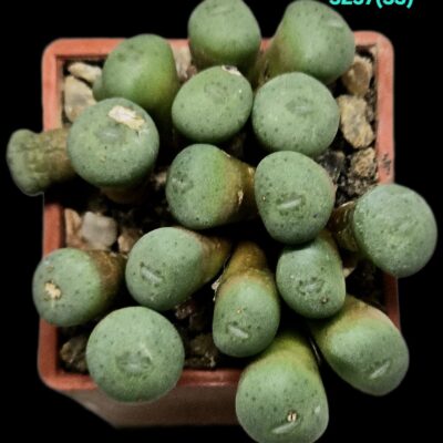 Conophytum jucundum - RR 1220 (17h) (3x3) - 3257 (33)