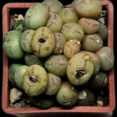 Conophytum saxetanum - s.of Rooiberg, SH (27h) - 3258 (63)