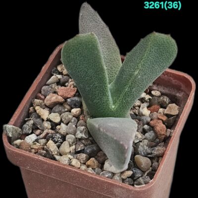 Odontophorus marlothii - COP 671-5 (5x5) - 3261 (36)