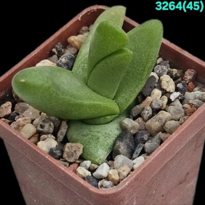 Glottiphylum peersii - MG 1522.01 (5x5) - 3264 (45)