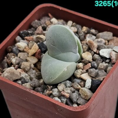 Gibbaeum album - EA 1287 (5x5) - 3265 (100)