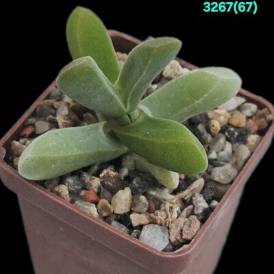 Drosanthemopsis salarius - Riethuis, MG 1488.31 (5x5) - 3267 (67)