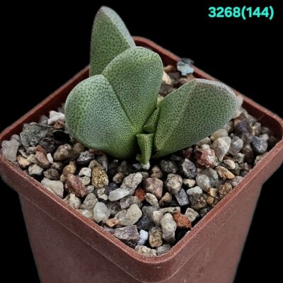 Cheiridopsis herrei - MSG 1201, Klipbok (5x5) - 3268 (144)