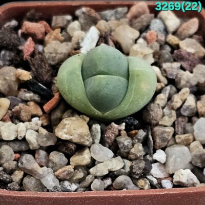 Gibbaeum heathii - MSG 1538 (5x5) - 3269 (22)