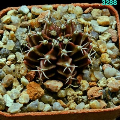 Gymnocalycium hybrid [friedrichii `zebra violet` X friedrichii  fa. variegate] (8r)(5x5) - 3288