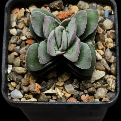 Crassula `Coralita` - Myron Kimnach (5x5) - 3292 (38)