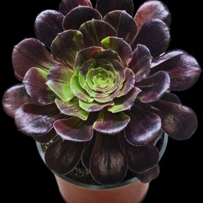 Aeonium `Big Bang Plus` (D pl.=16) - 3293 (239)