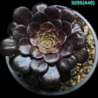 Aeonium `Black Copper Pot fa. Mage` (D pl.=9) - 3295 (446)