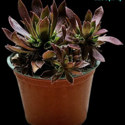 Aeonium `Cornish Tribute` (D pl.=11) - 3296 (174)