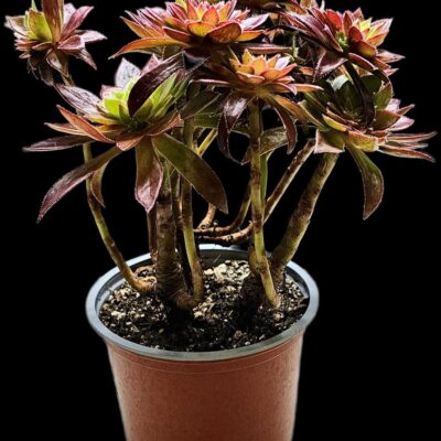 Aeonium `Cornish Tribute` (D pl.=14) - 3297 (174)