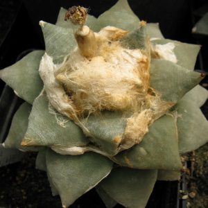 Ariocarpus furfuraceus BKM893 насіння