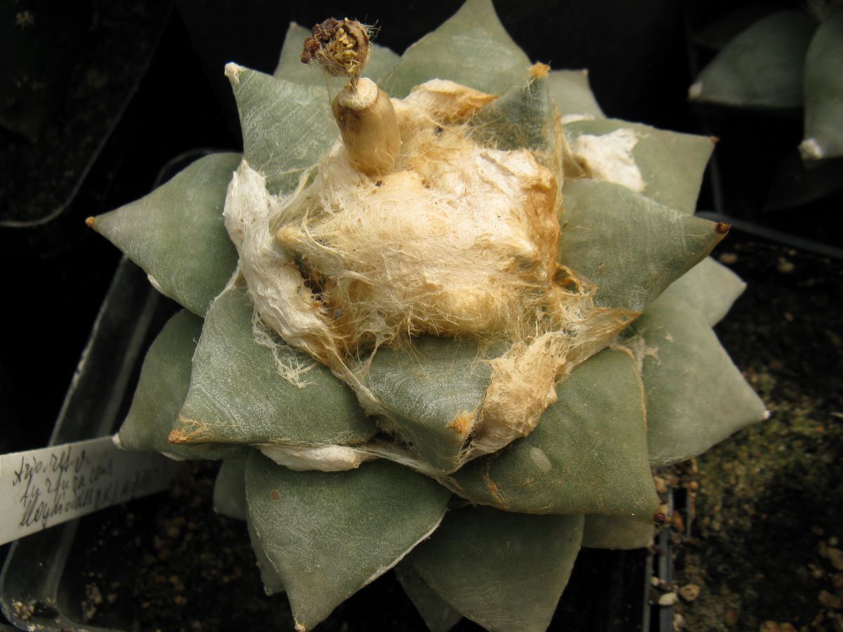 Ariocarpus furfuraceus BKM893 насіння