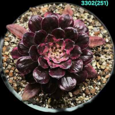 Aeonium `Purple Cloud` fa. variegata (D pl.=8) - 3302 (251)
