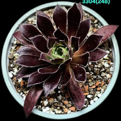 Aeonium `Firecracker` (D pl.=9) - 3304 (248)