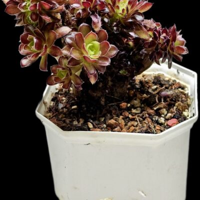 Aeonium ARBOREUM CRISTATA (fa) (D pl.=12)-3309(174)