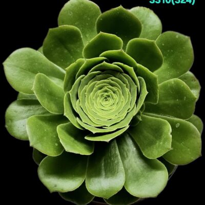Aeonium arboreum `Green Cashmere` (D pl.=11) - 3310 (324)