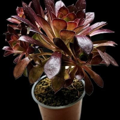 Aeonium `Toffee Apple` (D pl.=16) - 3318 (323)