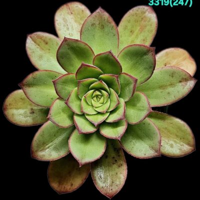 Aeonium `Macaroon` (D pl.=9) - 3319 (247)